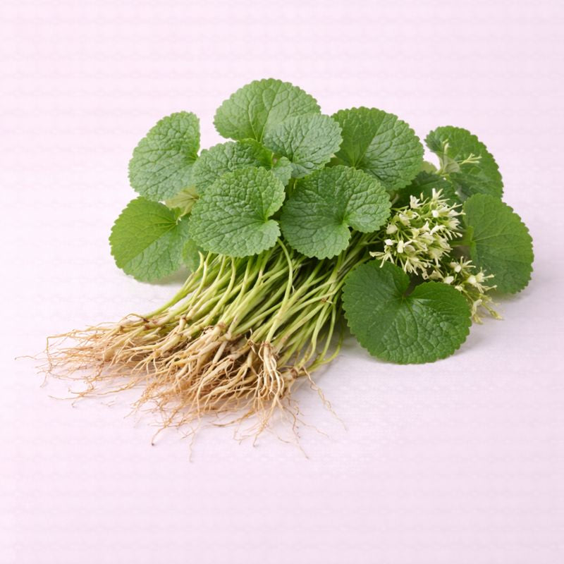 Centella Asiatica (Cica) – Benefits, Side Effects & Uses
