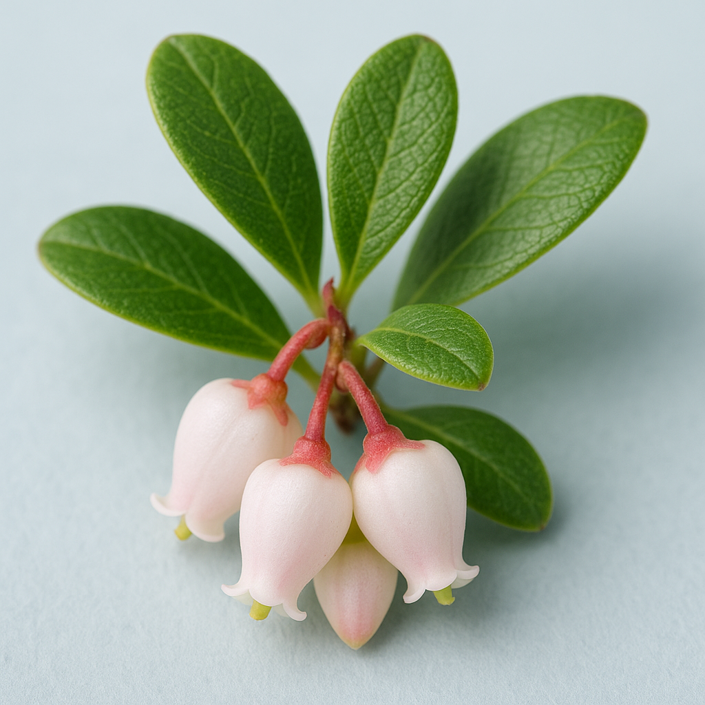 Bearberry Flower Extract – Benefits, Side Effects & Uses