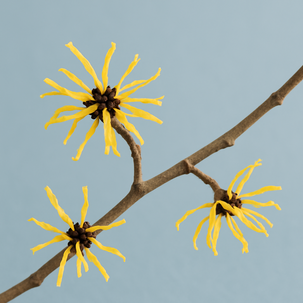 Witch Hazel Extract (Alcohol-Free) – Benefits, Side Effects & Uses