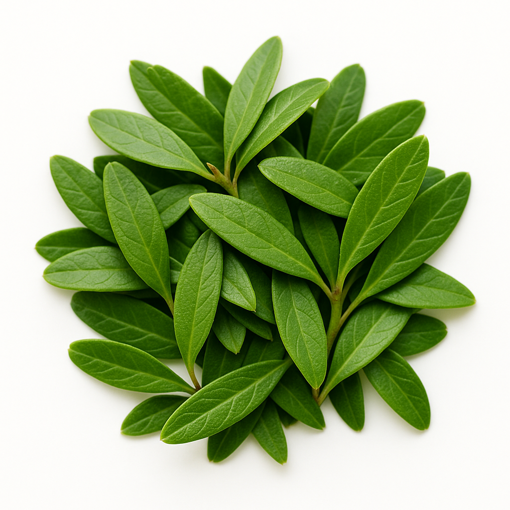 Bearberry Leaf Juice – Benefits, Side Effects & Uses