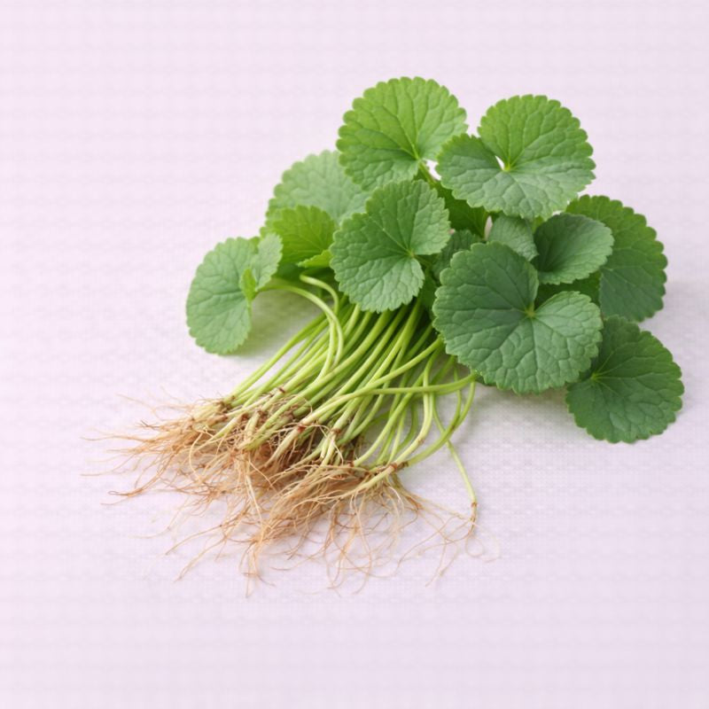 Centella Asiatica (Cica) – Benefits, Side Effects & Uses