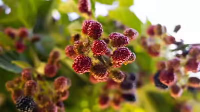 Botanical Complex 70 – Benefits, Side Effects & Uses